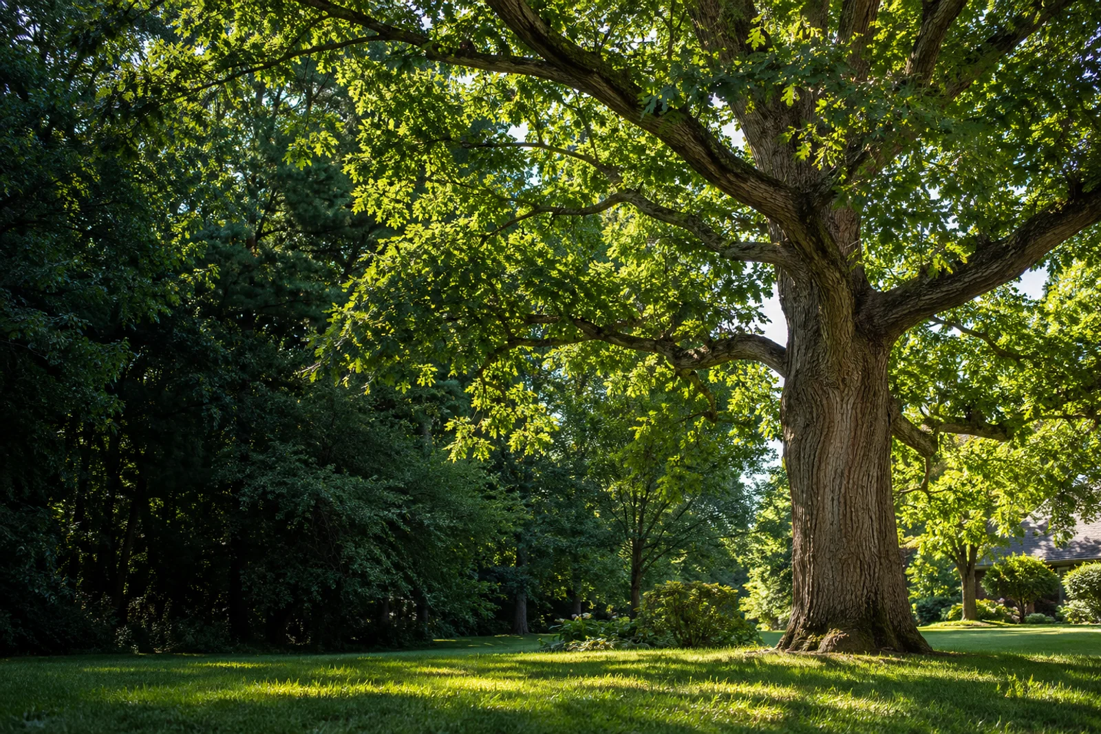 Sunlight through a mature oak canopy above a green residential yard