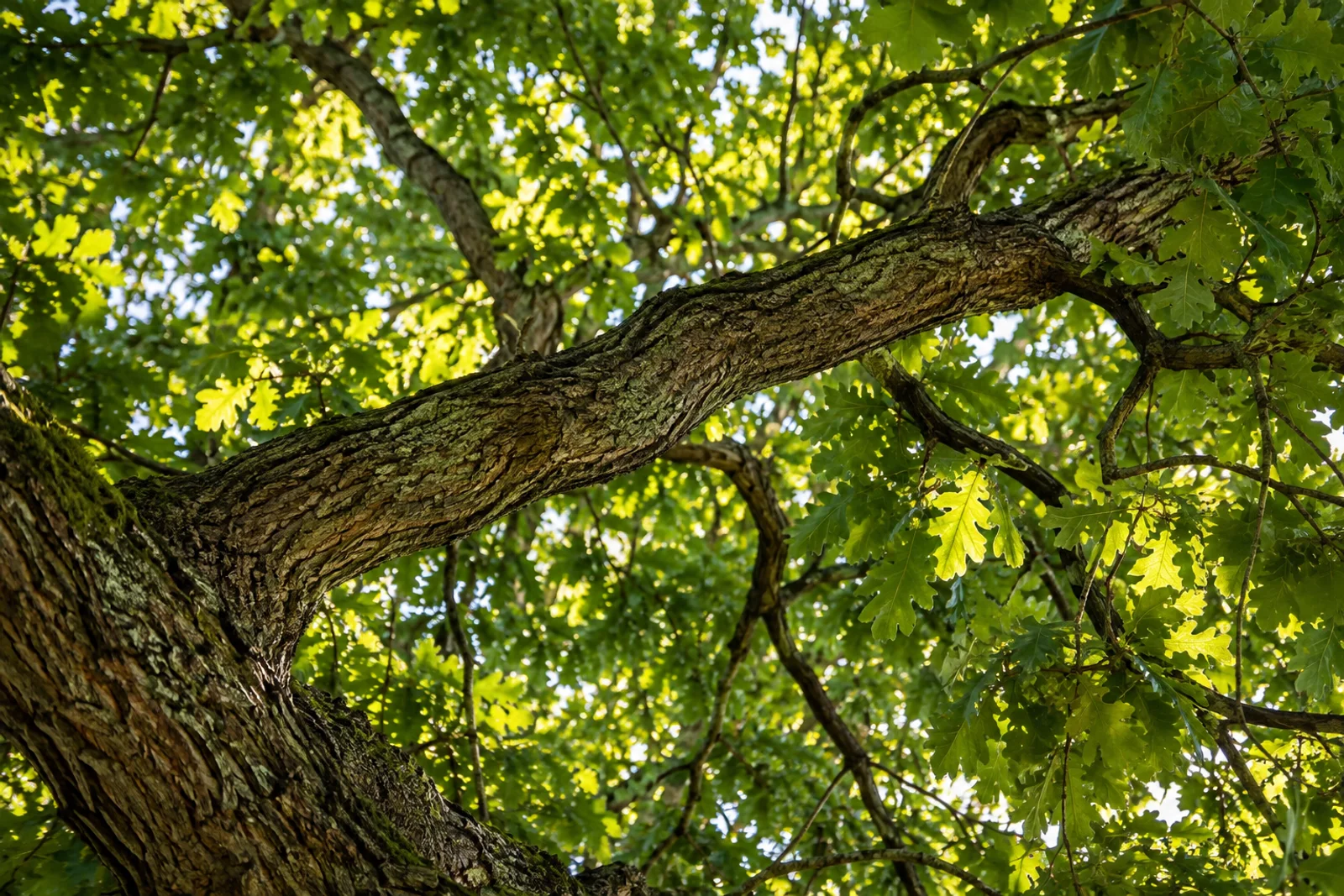 Oak branches and green leaves in filtered sunlight