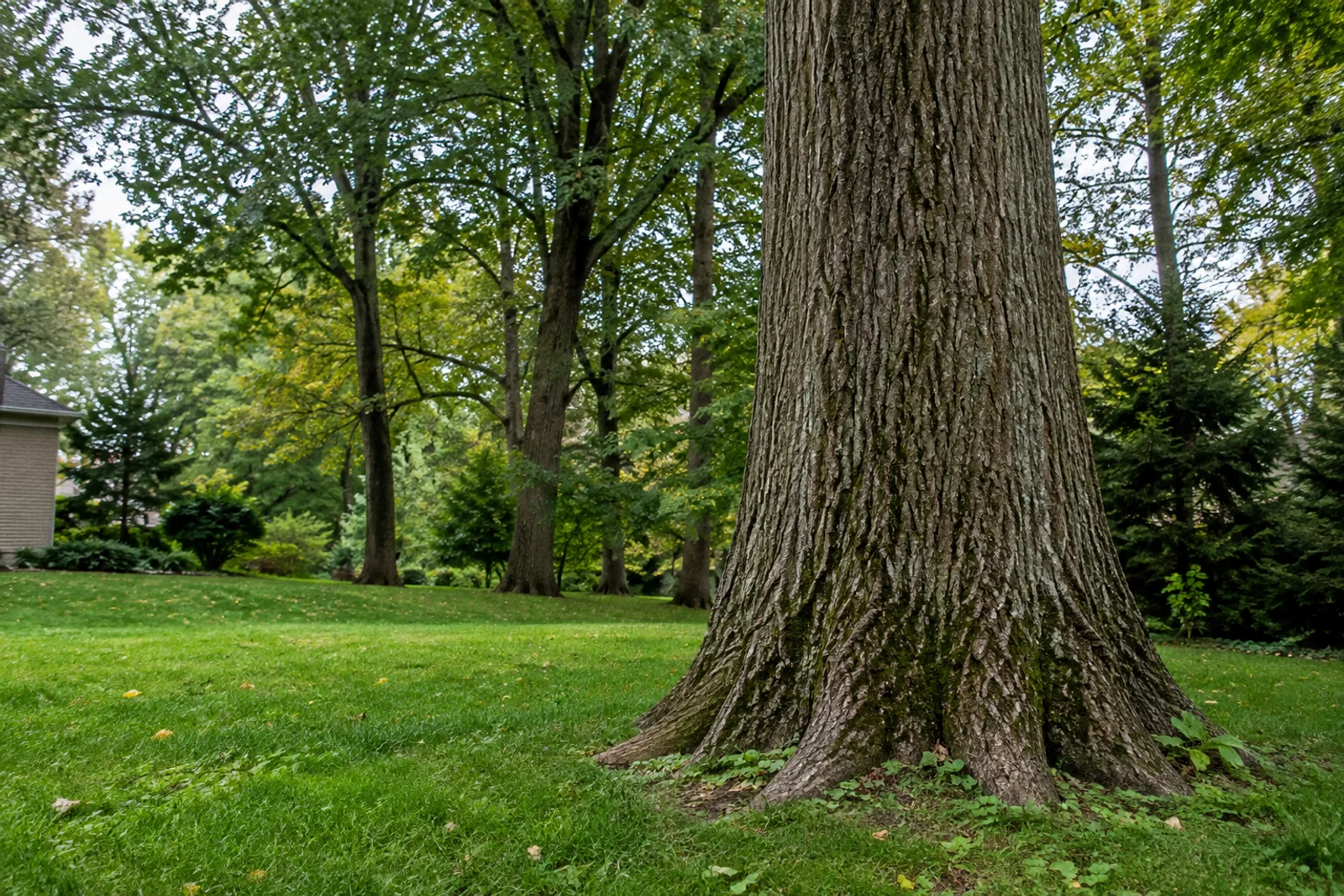A large standing tree trunk beside a residential lawn